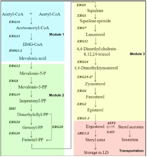 Ergosterol synthesis | Shaanxi BLOOM Tech Co., Ltd Ergosterol synthesis | Shaanxi BLOOM Tech Co., Ltd