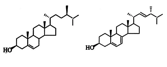 Ergosterol synthesis | Shaanxi BLOOM Tech Co., Ltd Ergosterol synthesis | Shaanxi BLOOM Tech Co., Ltd