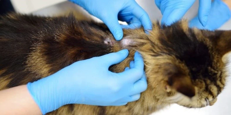 Fluralaner Drops Comprehensive Protection Via Systemic Distribution | Shaanxi Bloom Tech Fluralaner Drops Comprehensive Protection Via Systemic Distribution | Shaanxi Bloom Tech