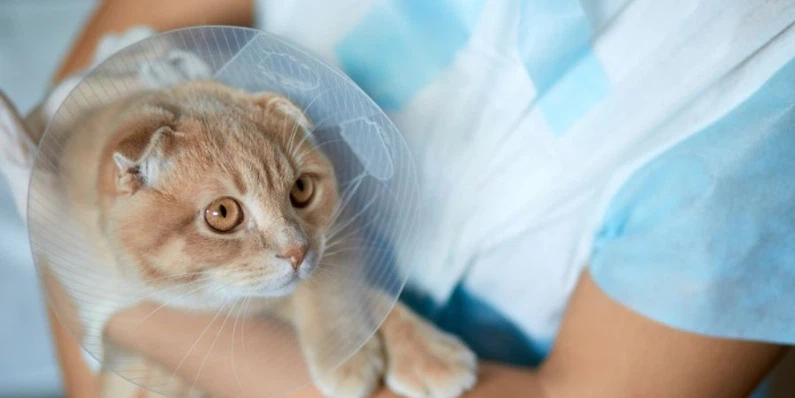 Fluralaner Drops Possible Side Effects And Safety Tips | Shaanxi Bloom Tech Fluralaner Drops Possible Side Effects And Safety Tips | Shaanxi Bloom Tech