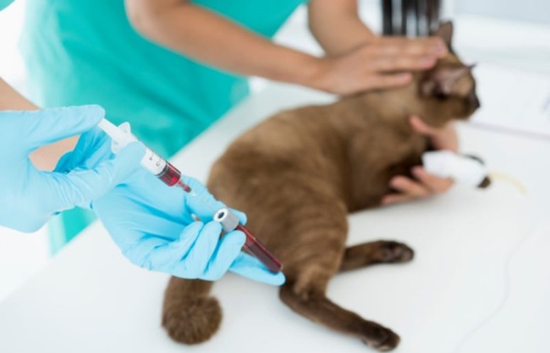 GS 441524 Importance Of Veterinary Guidance | Shaanxi BLOOM Tech Co., Ltd GS 441524 Importance Of Veterinary Guidance | Shaanxi BLOOM Tech Co., Ltd