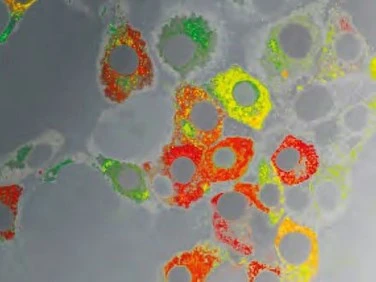 BPC 157 Peptide Capsules | Shaanxi BLOOM Tech Co., Ltd BPC 157 Peptide Capsules | Shaanxi BLOOM Tech Co., Ltd