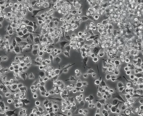 Gabapentin Spray use | Shaanxi BLOOM Tech Co., Ltd Gabapentin Spray use | Shaanxi BLOOM Tech Co., Ltd